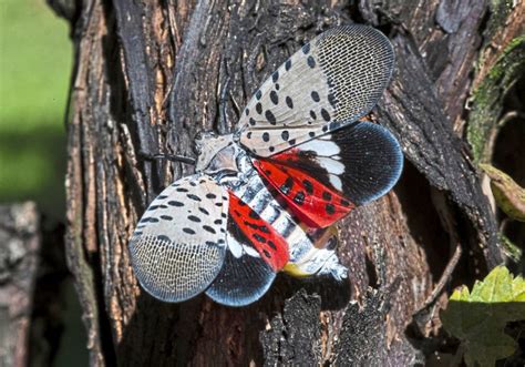 Spotted Lanternfly Update - Howard County Conservancy