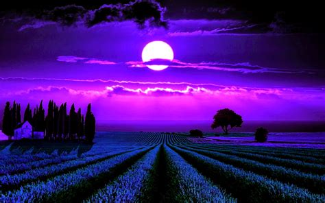 Lavender Wallpaper (64+ images)