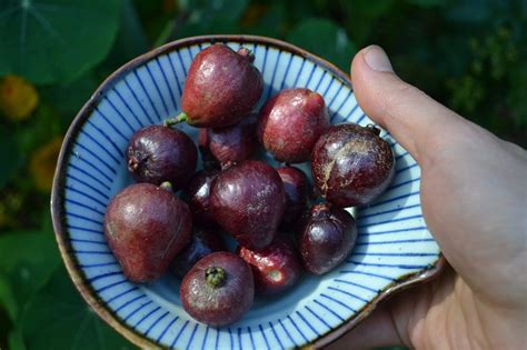 How to grow Strawberry Guava - Melbourne Foodforest