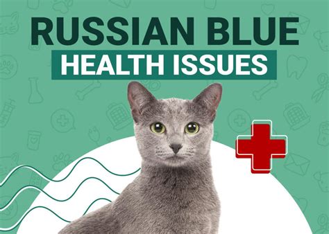 Russian Blue Cat Health Problems: 11 Common Concerns | PangoVet