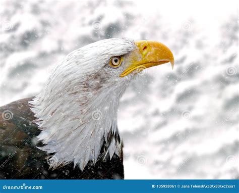 Bald Eagle in the Snowy Mountains. it`s Snowing.. Stock Image - Image ...