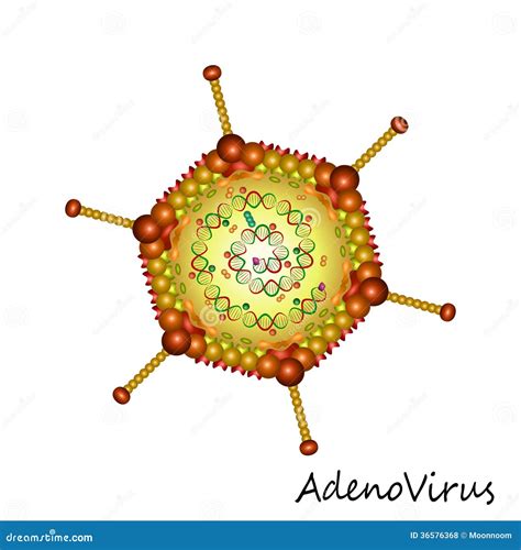 Structure Of Adenovirus. Vector Diagram | CartoonDealer.com #34731829