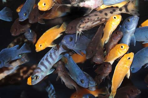 Types of Cichlids That Can Live Together - Fish Tank Master