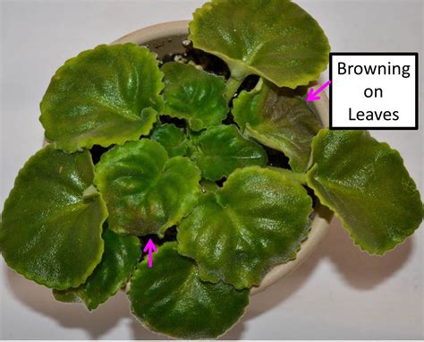 Why Are My African Violet Leaves Curling Upwards or Downwards? - Baby ...