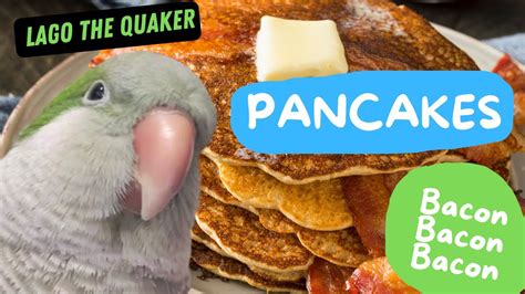 Quaker parrot Singing Bacon pancakes - YouTube