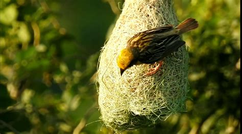 weaver bird