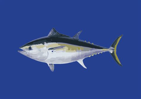 Southern bluefin tuna - Tuna Australia