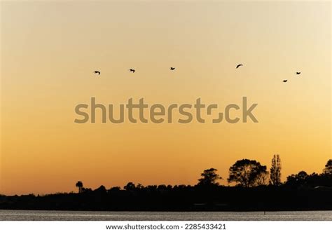 Background Sky Silhouette Flying Birds Sunrise Stock Photo 2285433421 | Shutterstock