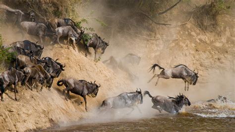 wildebeests-crossing-mara-river-serengeti-national-park-1920x1080 ...