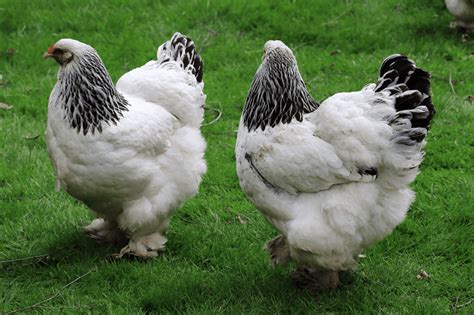 Brahma Chicken Breed : Everything you need to know