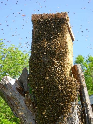 Swarm Traps and Bait Hives | Natural Beekeeping