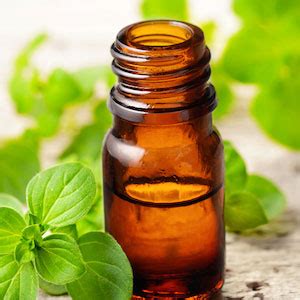 Marjoram Oil – Gogreen For oils