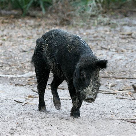 Wild Pig Razorback Hog Stock Photos, Pictures & Royalty-Free Images ...