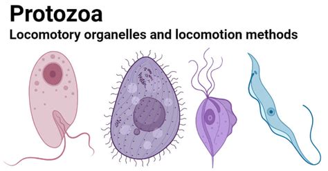 Protozoa: Locomotory organelles and locomotion methods