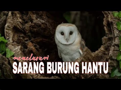 SARANG BURUNG HANTU || LEUWENG HEJO || PENIKMAT ALAM - YouTube