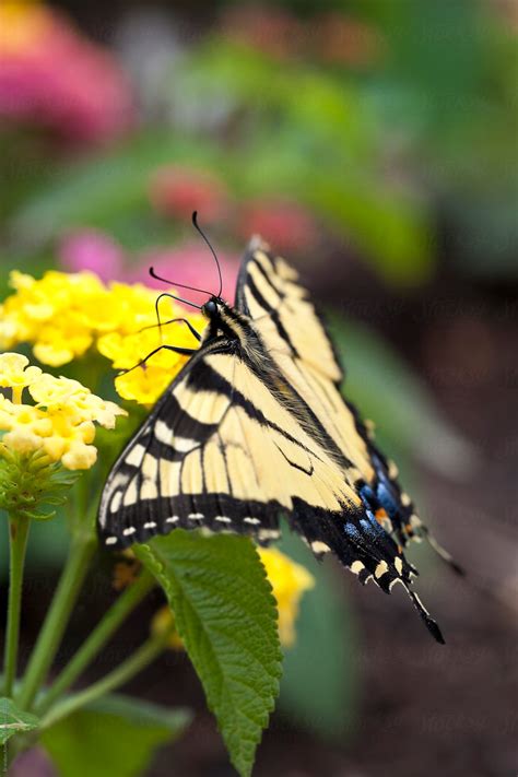 Yellow Swallowtail Butterfly Macro on Flowers by Brandon Alms - Swallowtail, Butterfly - Stocksy ...