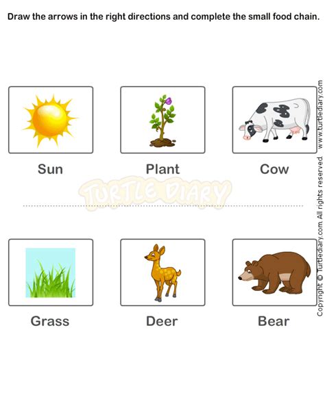 Pin on Life Cycle Worksheets