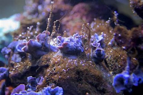 Eliminate Nuisance Dinoflagellates with Algae Barn Ocean Magik | Reef Builders | The Reef and ...