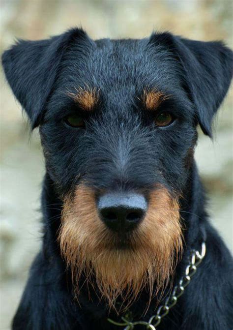 Jagdterrier Really Cute Puppies, Pretty Dogs, Beautiful Dogs, I Love ...