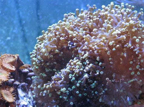 Frogspawn Coral Guide: In-depth Information for Beginners – Aquarium Genius