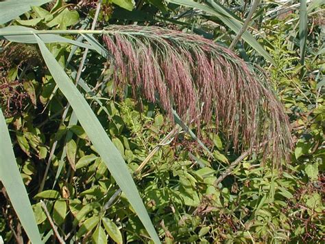 Giant Reed (Phragmites australis)