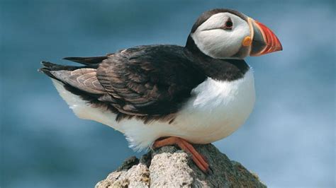 Flora and Fauna of Wales | Bird pictures, Puffin, Animal pictures