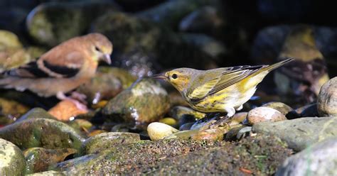 Cape May warbler- fall migration