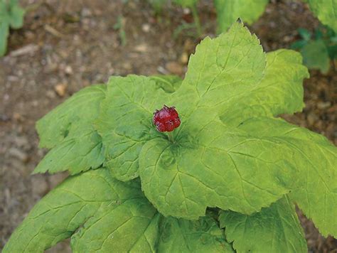 Goldenseal Herb Rare, But Can Be Cultivated for Profit and Health - Grit