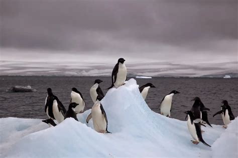 Pingüino adelia: Todo lo que debes saber de estas aves