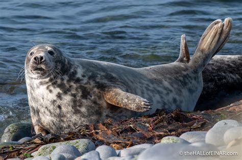 Have you seen a male Grey Seal? – David at the HALL of EINAR