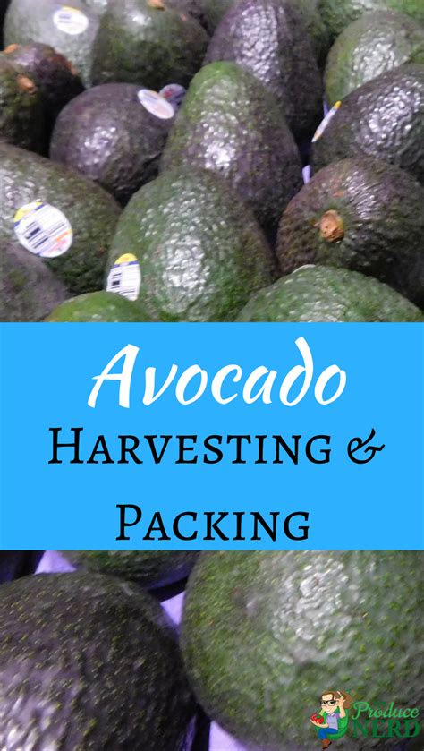 Avocado Harvest & Packing | Avocado, Harvest, Fruit trees