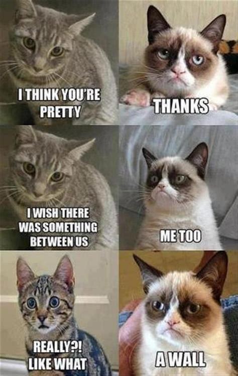 The always anti-social Grumpy Cat haha | HAHAs and Funnies | Pintere…