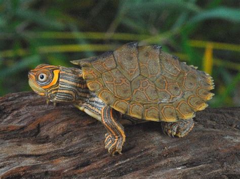 High Orange Mississippi Map Turtles for sale from The Turtle Source (With images) | Map turtle ...