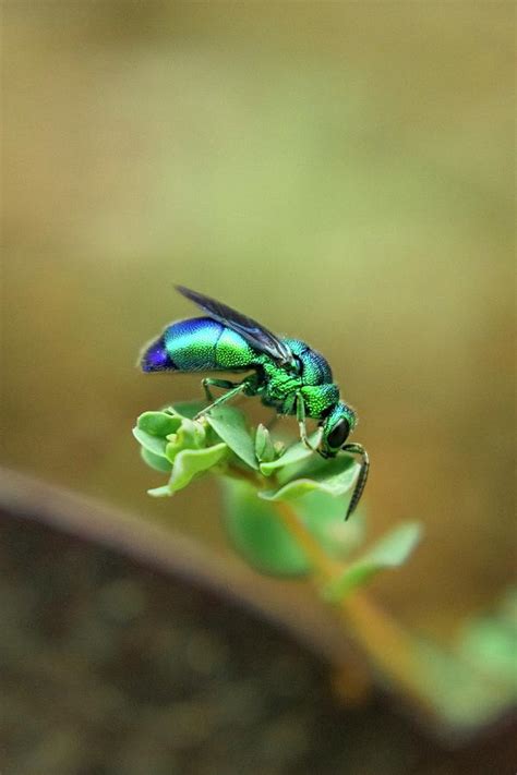 Emerald Cuckoo Wasp Photograph by Danielle Christine White | Pixels