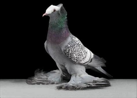 Saxon Monk Pigeon Pictures ~ ENCYCLOPEDIA OF PIGEON BREEDS