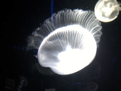 Jellyfish glow - Oceans Photo (22773625) - Fanpop