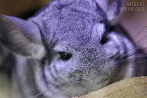 Baby Chinchilla: Care, Needs, Size, And Pictures