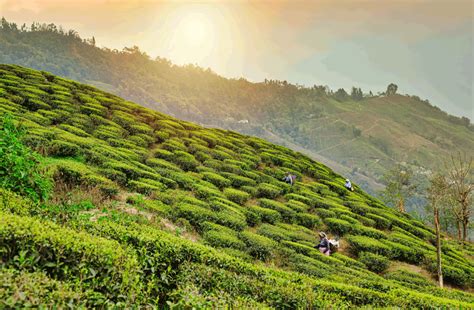 History and Origin of Famous Darjeeling Tea - About Kurseong Hill Diaries