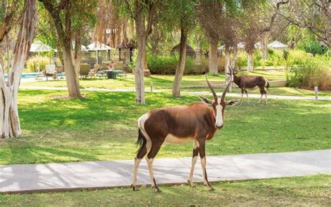 Mokuti Etosha Lodge, Etosha National Park, Namibia