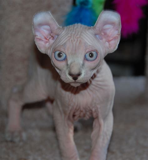 Devon Rex Breeders Oregon | anoboycato