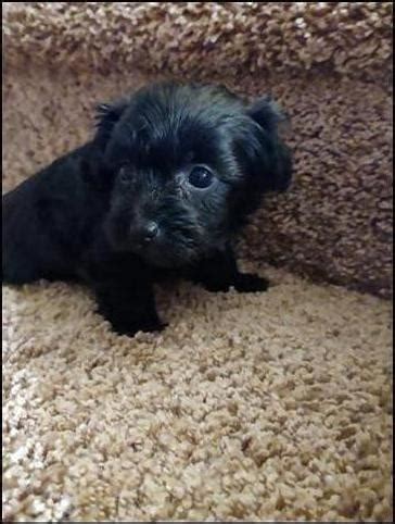 Yorkipoo puppies - Nex-Tech Classifieds