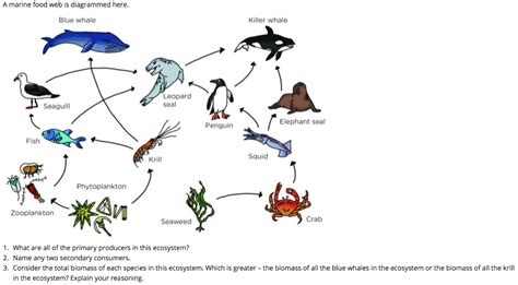 Solved A marine food web is diagrammed here. Blue whale | Chegg.com