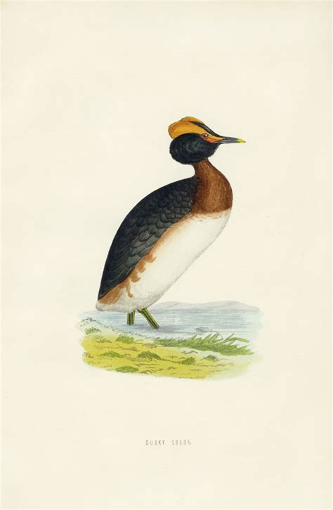 Morris Bird Prints 1858