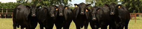 Top 10 Black Cattle Breeds: An Overview