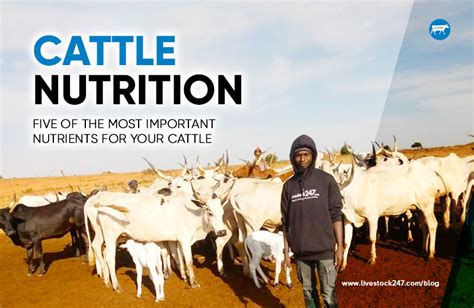 Cattle Nutrition: Five of the Most Important Nutrients For Your Cattle - Medilink Vet Suppliers