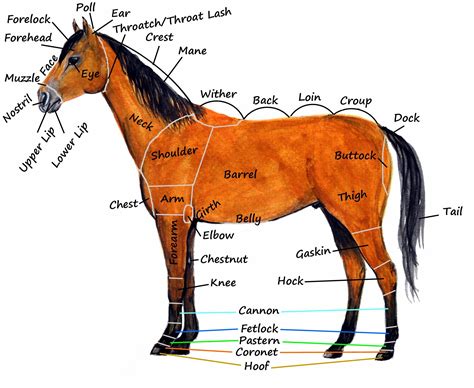 Sample horse parts chart taken from the Grade 7 program | Horses, Horse care, Pony club