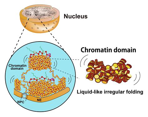 Structure Of Chromatin | My XXX Hot Girl