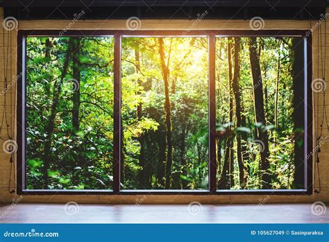 Looking through Window, Tropical Forests in Sunrise View Stock Image ...