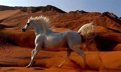 40 Arabian horses exported to EU after 8-year ban - Egypt Today