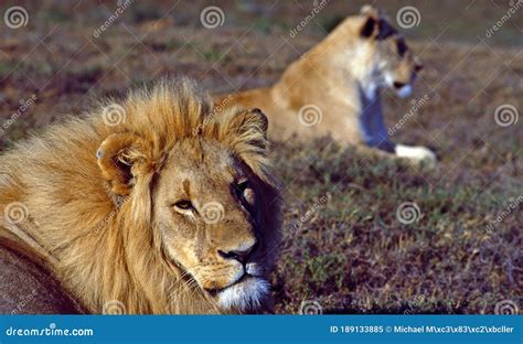 South Africa: Lion and Lioness Hunting Stock Image - Image of ugetiere ...